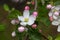 White flower Apple-tree Malus