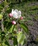 White flower of apple tree. sprig of apple tree with flower and buds. pink buds. Spring