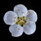 White flower of apricot isolated on bkack background. Close-up. Macro. Element of design