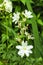 White flower aquilegia clementine. columbine flowers on green blurred garden background