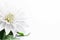 white flower background spring romance nature beautiful wedding celebration floral blossom. Generative AI.