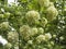 White flower balls of fragrant viburnum