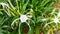 White flower of Beach spider lily or Hymenocallis littoralis