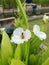 White flower and bee