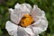 White flower with bees inside gathering pollen