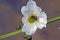 White flower being pollinated by species of fly