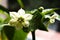 White flower of bell pepper. Capsicum annuum blossom