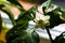 White flower of bell pepper. Capsicum annuum blossom