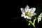 White flower of bell pepper isolated on black background with copy space. Capsicum annuum blossom