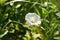 White flower birch bindweed grow in the sunny garden