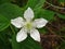 White flower of blackberry closeup with green in wild