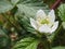 White Flower Blackberry garden. Flower of European blackberry - Rubus fruticosus. Organic Gardening