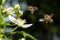 White flower of blackberry and two flying bees