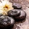 White Flower Bloom and Smooth Wet River Rocks