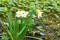 White flower of the blossoming narcissus or jonquil