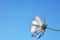 White flower on blue sky background