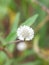 White flower with blur photography concept