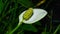 White flower of Bog Arum or Calla palustris close-up, selective focus, shallow DOF