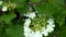 White flower on the branch Viburnum opulus