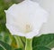 White flower Brugmansia, Angel\'s trumpets, close up