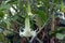 White flower Brugmansia close up
