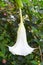 White Flower of Brugmansia Suaveolens - Angel`s Trumpet or Datura or Dhatura