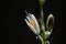 White Flower Bud on Black Background