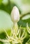 White flower bud, Jasmine (Jasminum sambac L.)