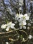 White flower buds blooming close up