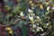 White Flower Buds with Green Leaves and Green Bokeh Background