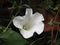 A white flower with bugs in the middle