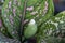 White flower of caladium bicolor in the garden.