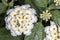 White Flower Cambara closeup photo