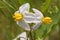 White flower of Carolina Horsenettle, a wild growing nightshade plant