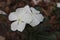 White flower of Catharanthus roseus, also known as bright eyes, old maid, graveyard plant, pink periwinkle, blooming in garden