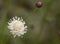 White flower of Cephalaria leucantha plant.