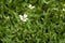White flower cerastium arvense in the garden.