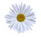 White flower chamomile on a white isolated background with clipping path. Closeup no shadows. Garden flower.