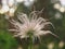 White flower with chaotic hairs closeup