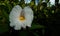 White flower of Cheilocostus speciosus or crÃªpe ginger plant, costus, insulin plant