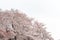 White flower Cherry blossom in japan spring garden park concept for petal pink japanese floral april springtime season, asia