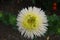 White flower of china aster with lime center