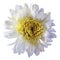 White flower chrysanthemum, garden flower, white isolated background with clipping path. Closeup. no shadows. yellow centre.