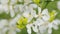 White Flower Of Citrus Trifoliata Or Japanese Bitter Orange. Rack focus.