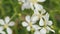 White Flower Of Citrus Trifoliata. Poncirus Trifoliata. Close up.