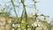 White Flower Of Citrus Trifoliata. Poncirus Trifoliata. Close up.