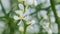 White Flower Of Citrus Trifoliata. Poncirus Trifoliata. Pan.