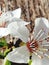 White flower close-up where you can see pistil and stamens and several buds on a small twig on the background of wood,macro fhoto,