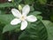 White flower closeup, Cape Jasmine, Apocynaceae, Gardenia jasminoides, Wrightia antidysenterica india