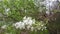 White flower cluster  dancing in the wind